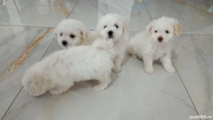 Bichon maltez  8 săptămâni 
