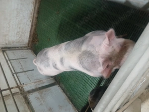 Vând purcei și porci de tăiat  - imagine 3