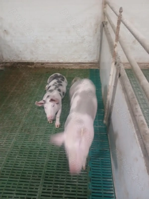 Vând purcei și porci de tăiat  - imagine 2