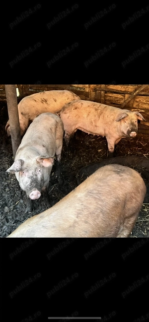 Vand porci  de carne 