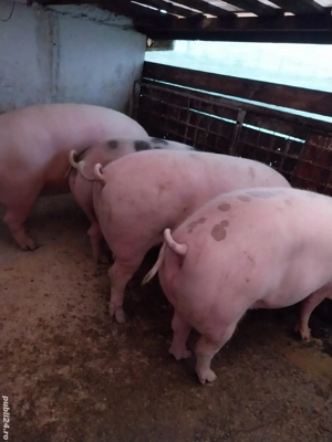 Asigur transport. vand porci de tara