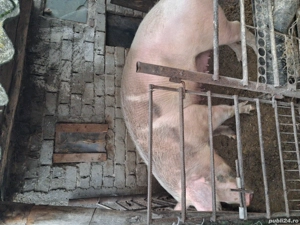 Vand 3 porci pentru sacrificare  - imagine 2