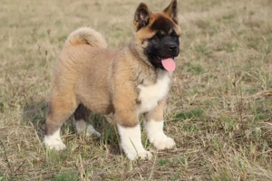 American akita pedigree 