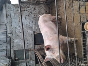 Vand 3 porci pentru sacrificare 