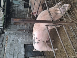 Vand 3 porci pentru sacrificare  - imagine 4