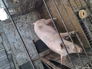 Vand 3 porci pentru sacrificare  - imagine 5