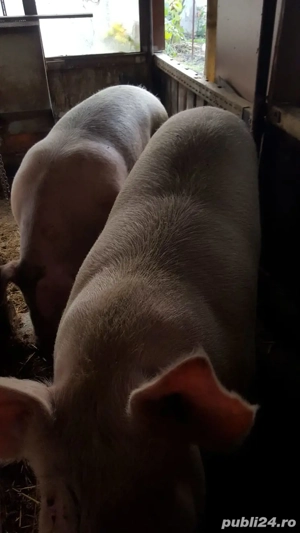 porci de vinzare 