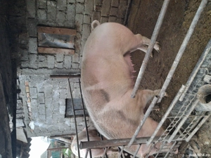 Vand 3 porci pentru sacrificare  - imagine 3