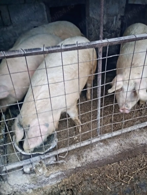 Vând porci pentru sacrificat