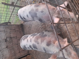 Vând porci! - imagine 2