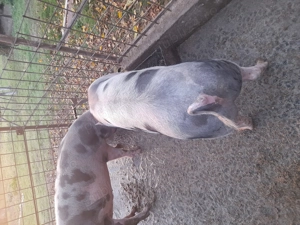 Vând porci! - imagine 3