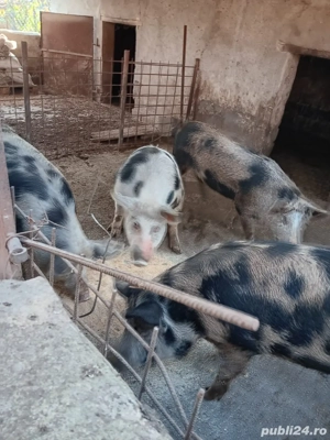 Vând porci pentru tăiere, crescuti natural