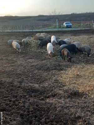 porci de vanzare  - imagine 4