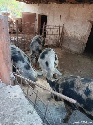 Vând porci pentru tăiere, crescuti natural - imagine 2