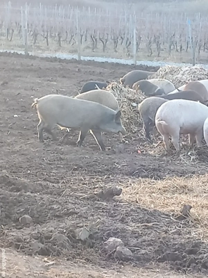 porci de vanzare  - imagine 5