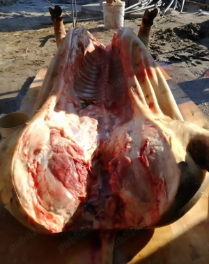 Porci 100-180 kg, pret 12 lei kg - imagine 2