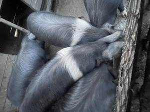 Vând porci Bazna pentru sacrificat  - imagine 3