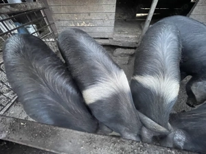 Vând porci Bazna pentru sacrificat  - imagine 2