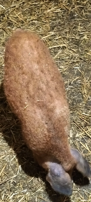 grasun-vierus-mangalita