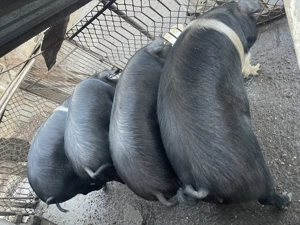 Vând porci Bazna pentru sacrificat  - imagine 5