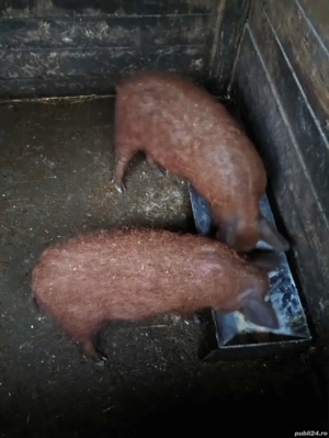 Vând grasuni Mangalița.