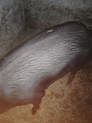 Disponibili pentru sacrificare. - imagine 4