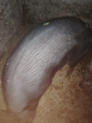 Disponibili pentru sacrificare. - imagine 2