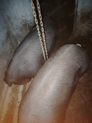 Disponibili pentru sacrificare. - imagine 3