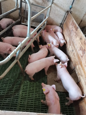 Vand purcei - imagine 2