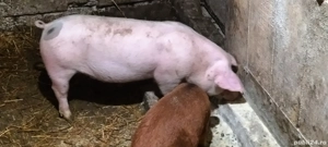 grasun-vierus-de carne