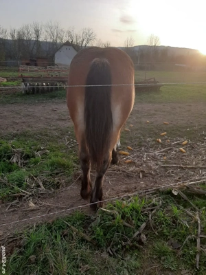 manz (armasar )  - imagine 2