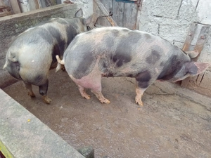 Vand porc crescut bio  - imagine 3