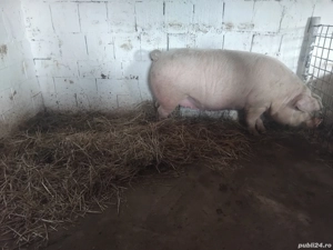de vanzare un porc de carne la 10 kg  - imagine 2
