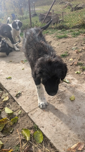 Pui Ciobanesc mioritic corb - imagine 4