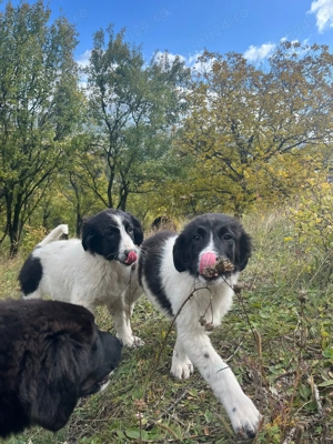 Pui Ciobanesc mioritic corb - imagine 5