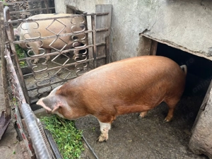 Vand porc de rasa carne - imagine 5