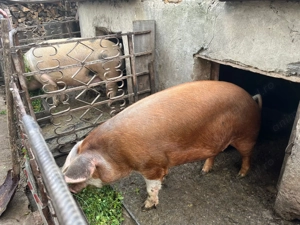 Vand porc de rasa carne - imagine 4