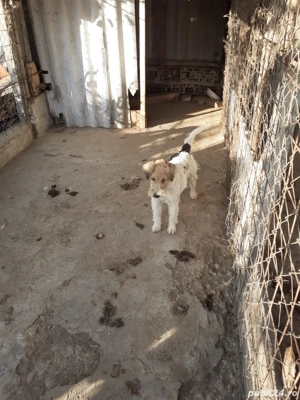 femela fox terrier cu par sarmos - imagine 4