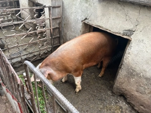 Vand porc de rasa carne