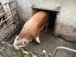 Vand porc de rasa carne - imagine 2