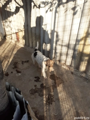 femela fox terrier cu par sarmos - imagine 2