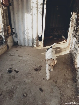 femela fox terrier cu par sarmos