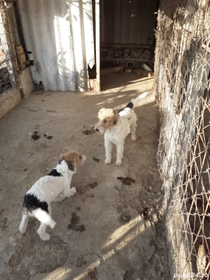 femela fox terrier cu par sarmos - imagine 3