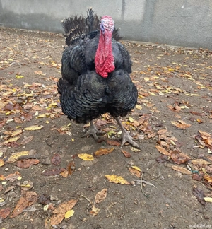 vand curcani tineri - imagine 2