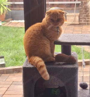 Pisica si motan British exotic 