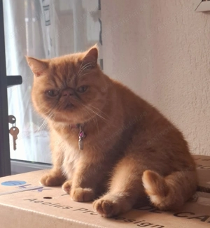 British shorthair exotic 