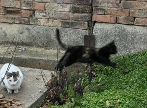 Pisicuță Tortie  - imagine 2