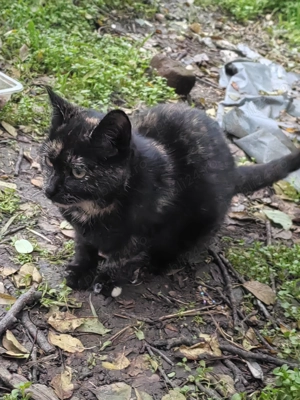 Pisicuță Tortie  - imagine 3