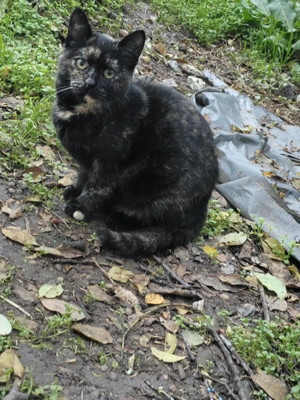 Pisicuță Tortie  - imagine 4