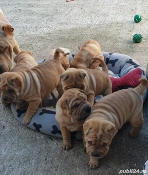 Shar pei drăguți  - imagine 2